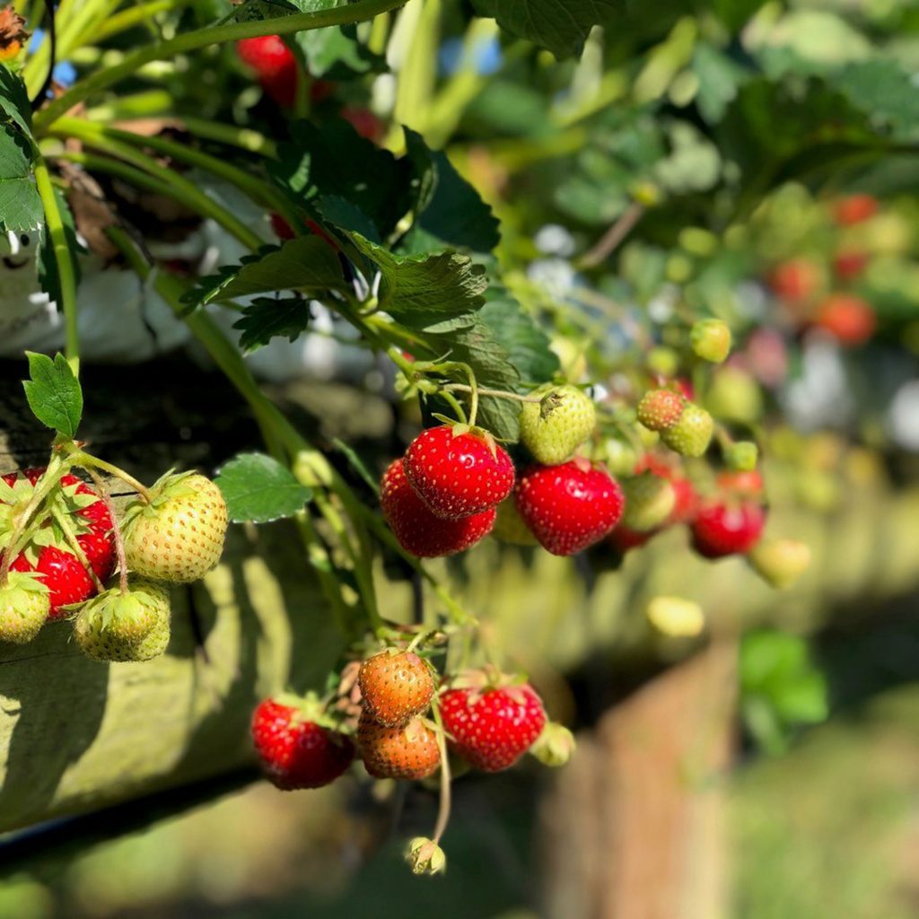 Over Farm grown strawberries