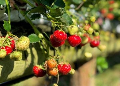Over Farm grown strawberries