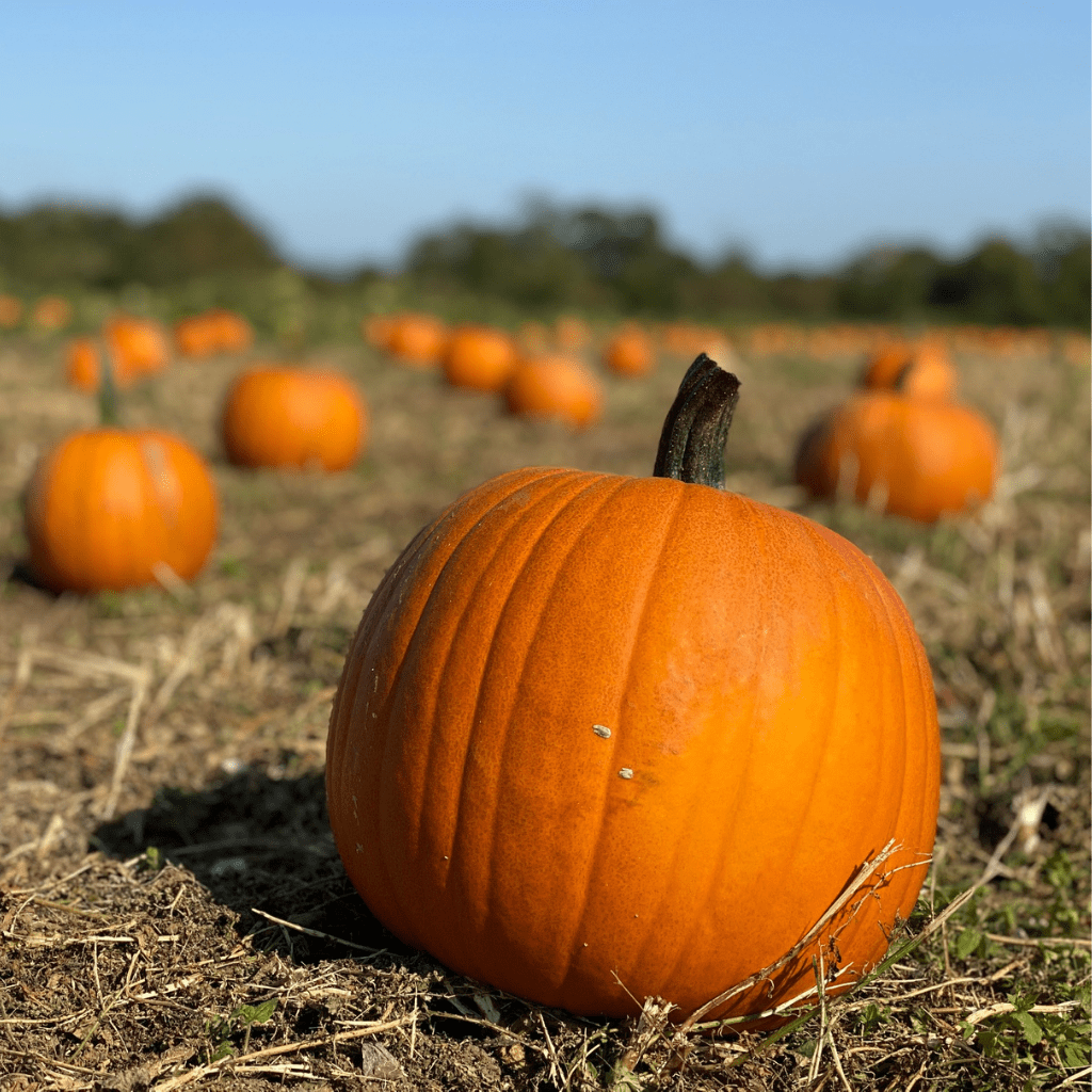Pumpkin storage