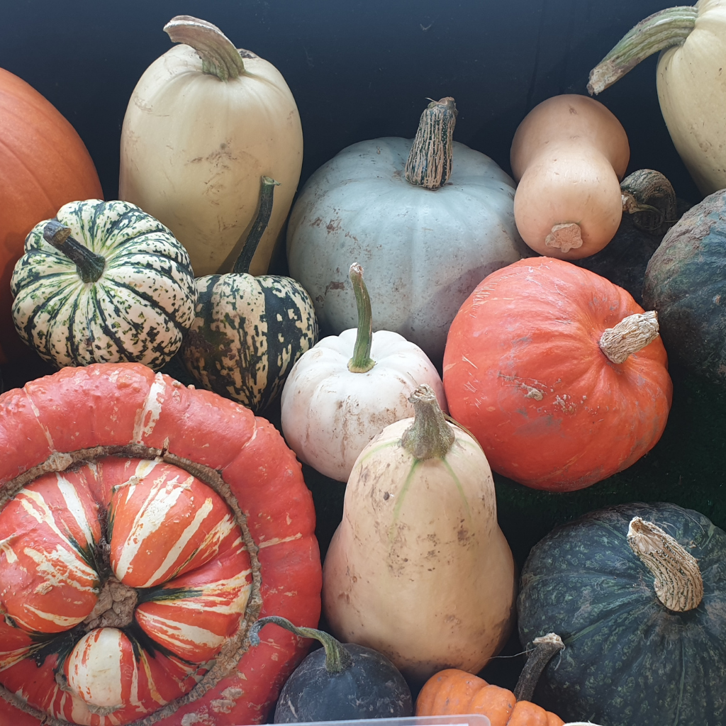 Squash