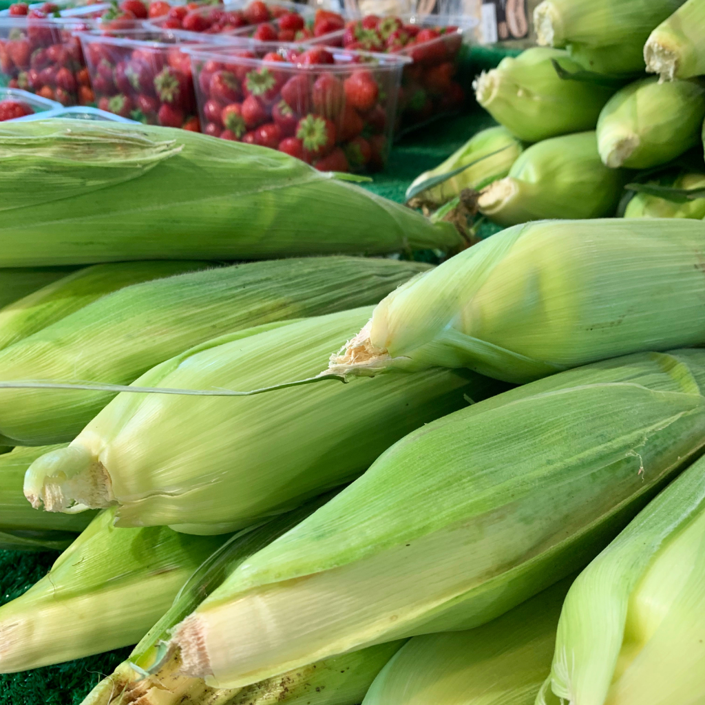 Corn blog