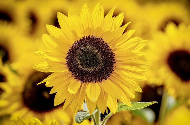 Sunflowers 3790834