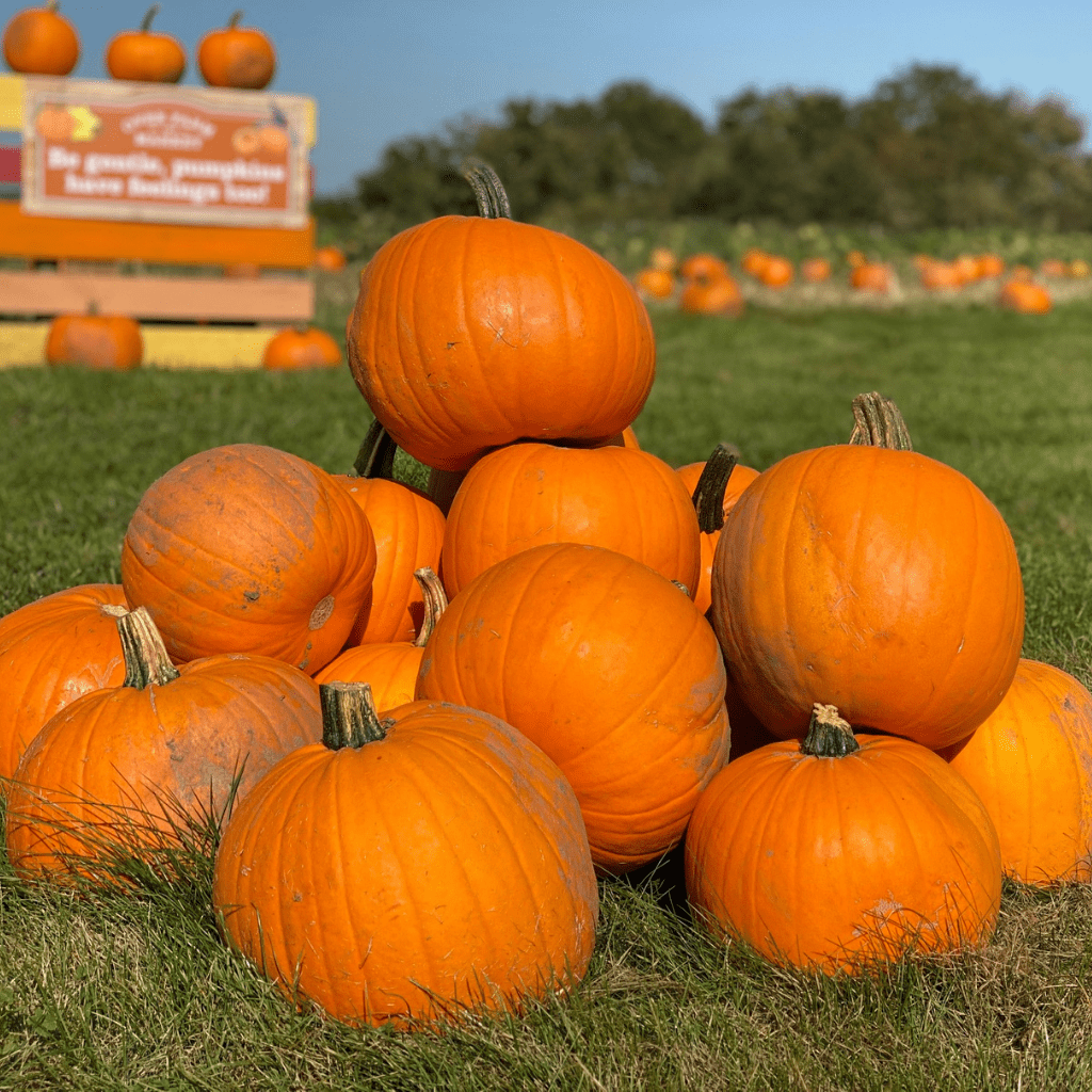 PYO pumpkins