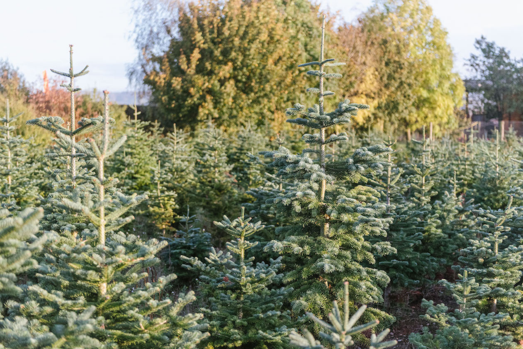 real Christmas trees growing