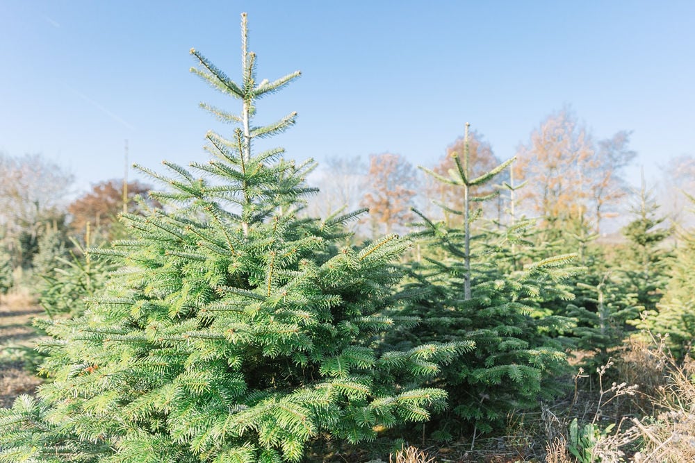OverfarmXmas 4