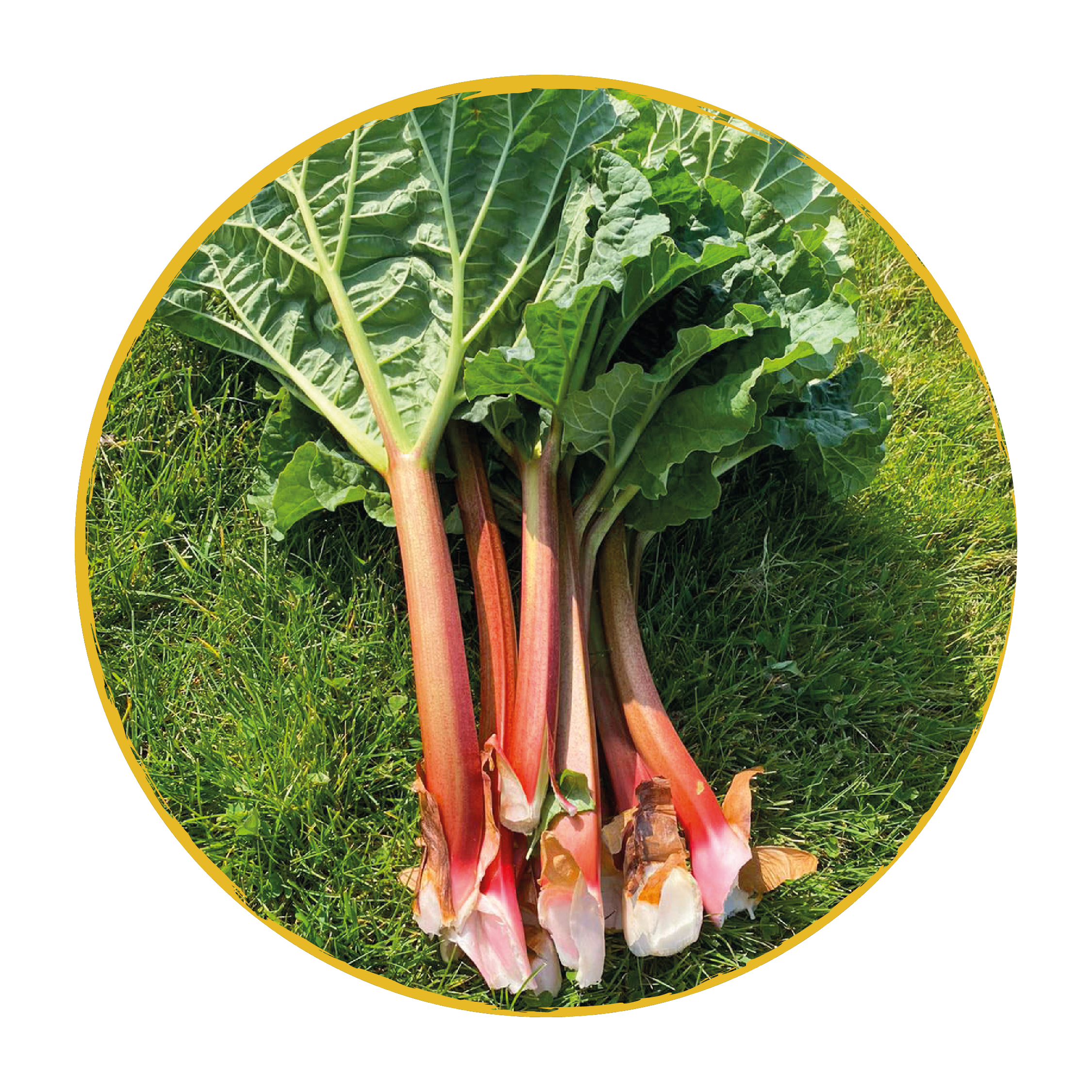 A bunch of fresh rhubarb