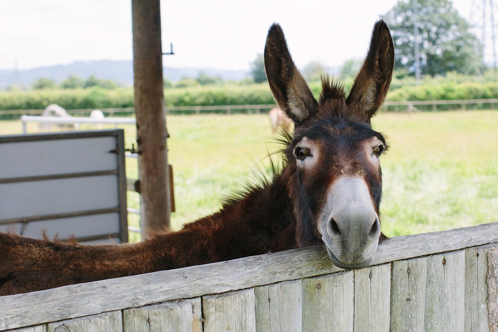 Donkey