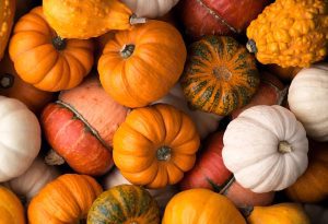 Backgrounds and textures: a lot of multicolor pumpkins, seasonal autumn decorative background