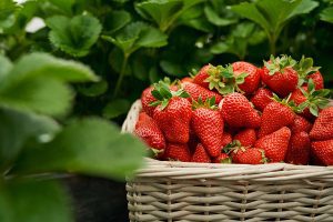 Close up of wicker basket with healthy tasty red strawberries on plants background. Summer harvest of strawberries. Concept of organic food and health.