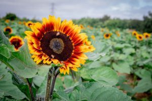 IMG_4579