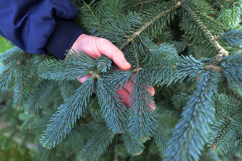 Over Farm Christmas Trees