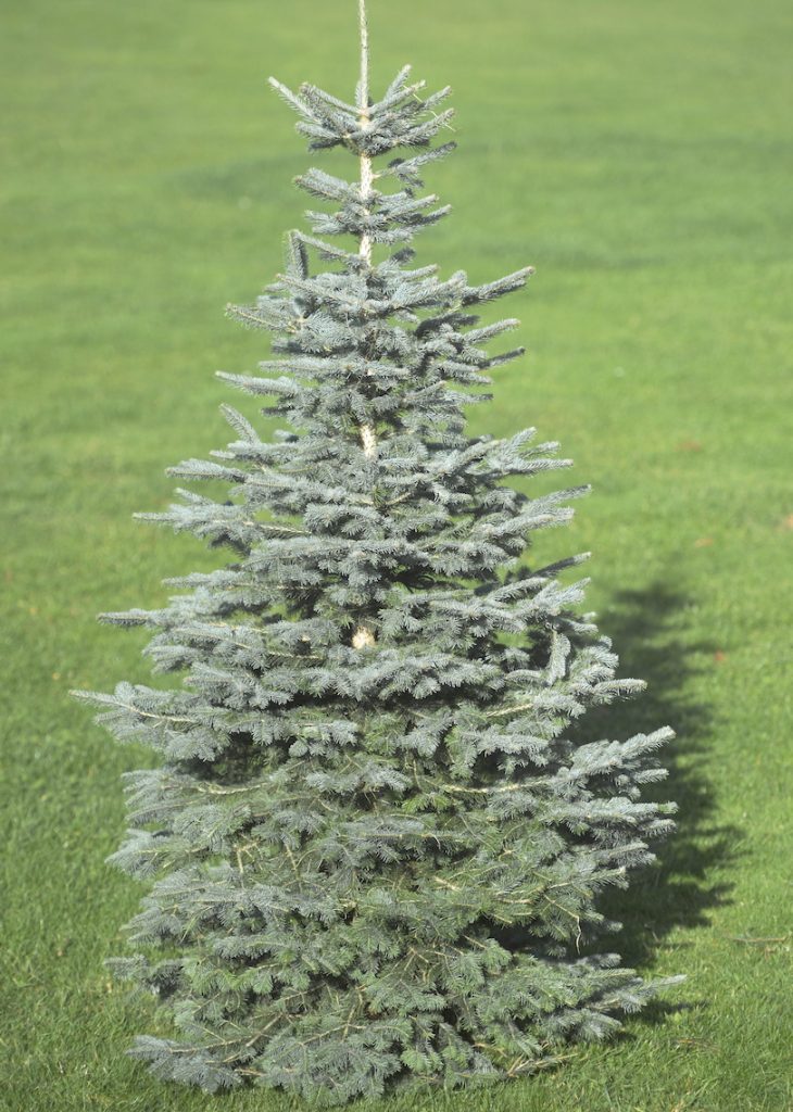 Trees39