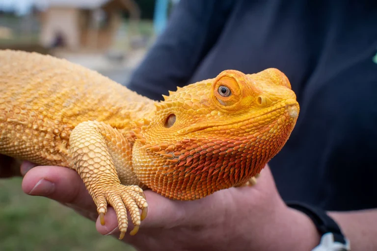 Lizard - reptiles