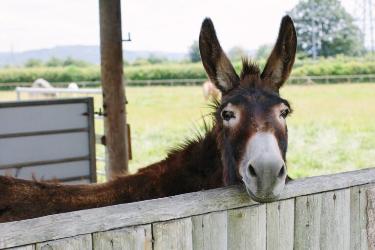 Donkey 1.jpg