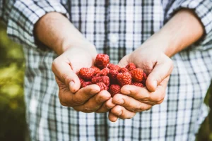 Hand full of raspberries