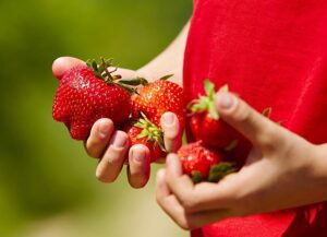 Envato_Soft-Fruit-3-SMALL.jpg