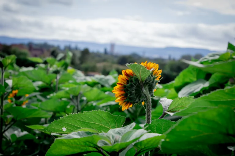 Sunflower facing away from photographer