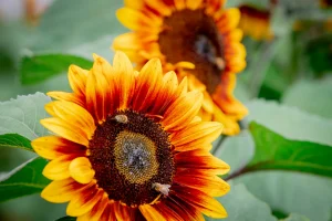Sunflower heads with bees