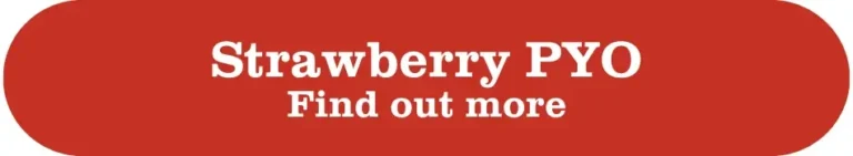 Button strawberry pyo find out more