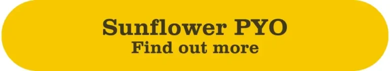 Button sunflower pyo find out more