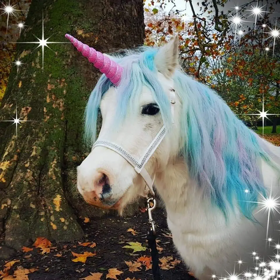 Image of unicorn